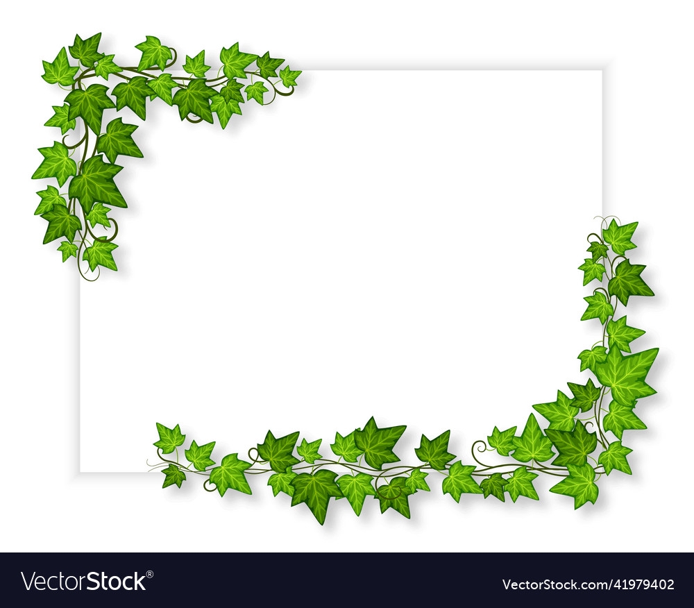 Decorative Green Ivy Banner Leaves Creeper Vector Image