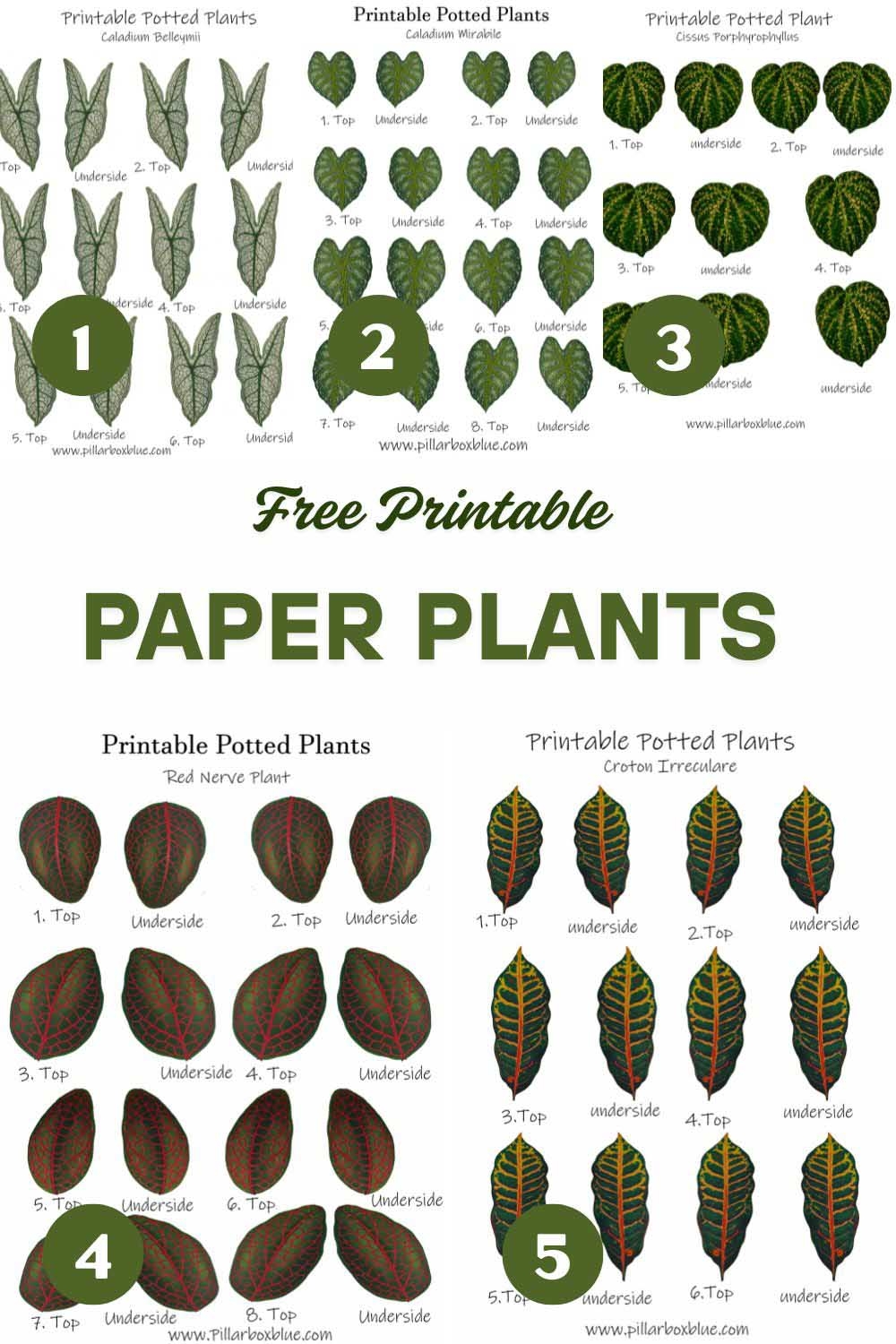 Free Printable Paper House Plant Template