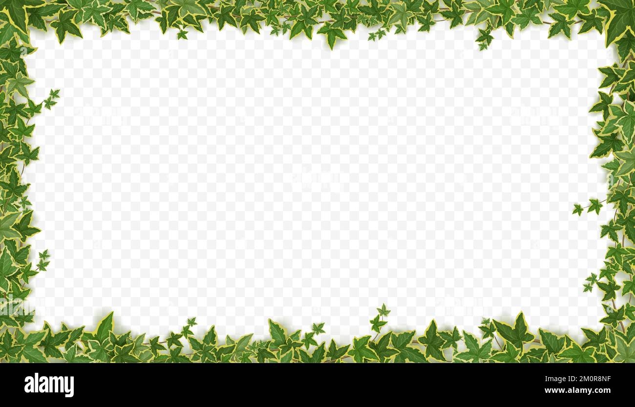 Frame Of Ivy Vines With Green Leaves Garden Wall Decoration With Hanging Lianas Banner Template With Borders Of Climbing Plants Isolated On Transparent Background Vector Realistic Illustration Stock Vector Image U0026 Art 
