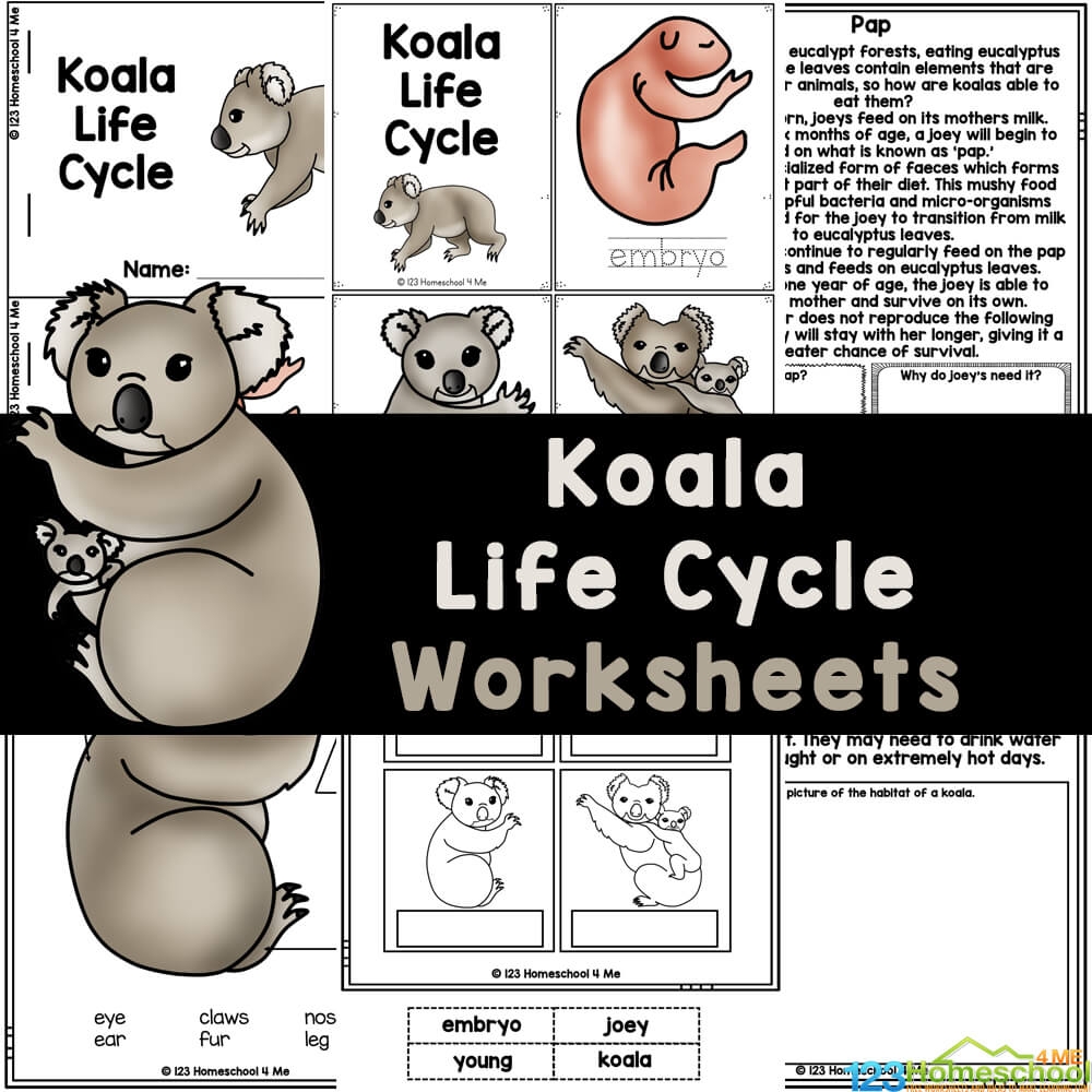 FREE Printable Koala Life Cycle Worksheets For Elementary Students FREE Printable Koala Life Cycle Worksheets For Elementary Students