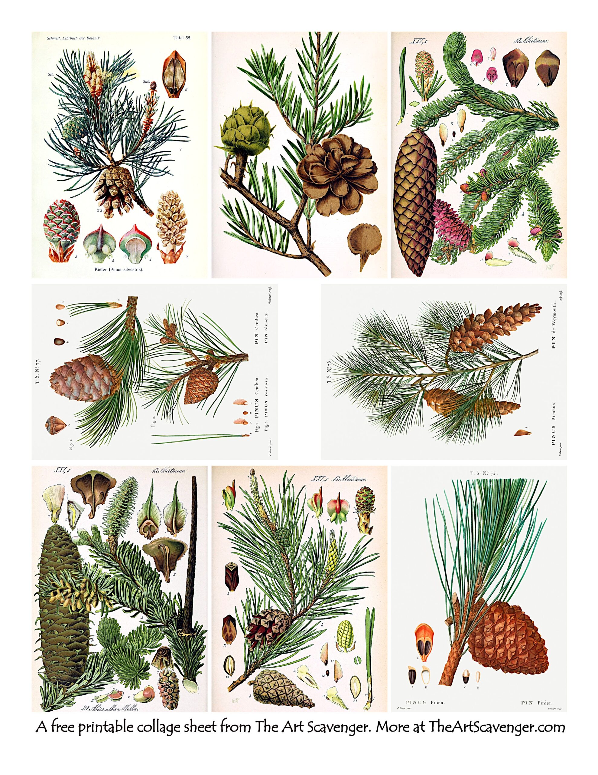 Free Printable Pinecone Illustrations Ephemera Sheets The Art Scavenger Free Printable Pinecone Illustrations Ephemera Sheets The Art Scavenger