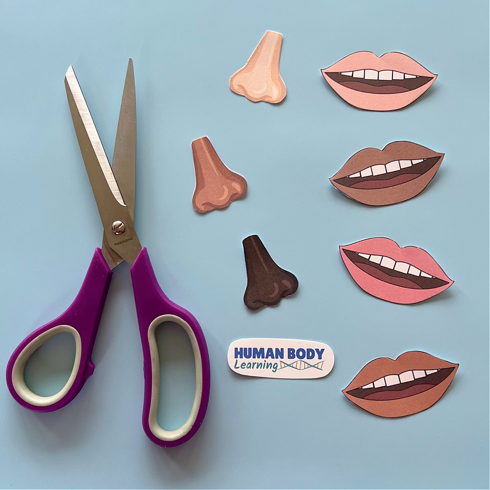 How To Make A Lung Model With Kids Easy Activity With Printable