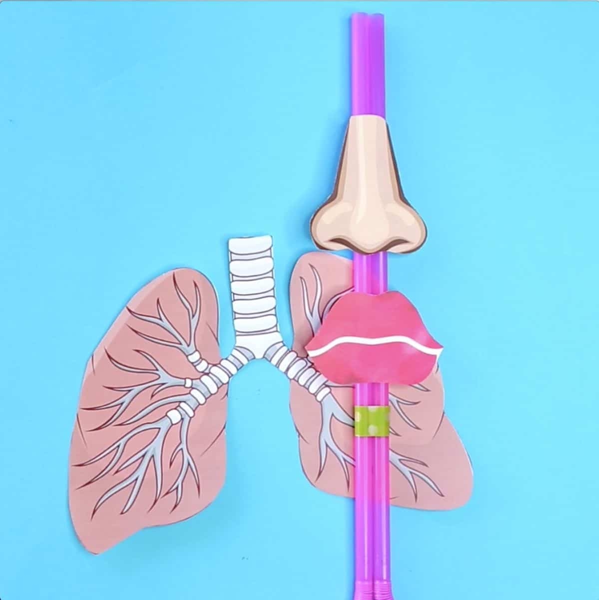 How To Make A Lung Model With Kids Printable Template