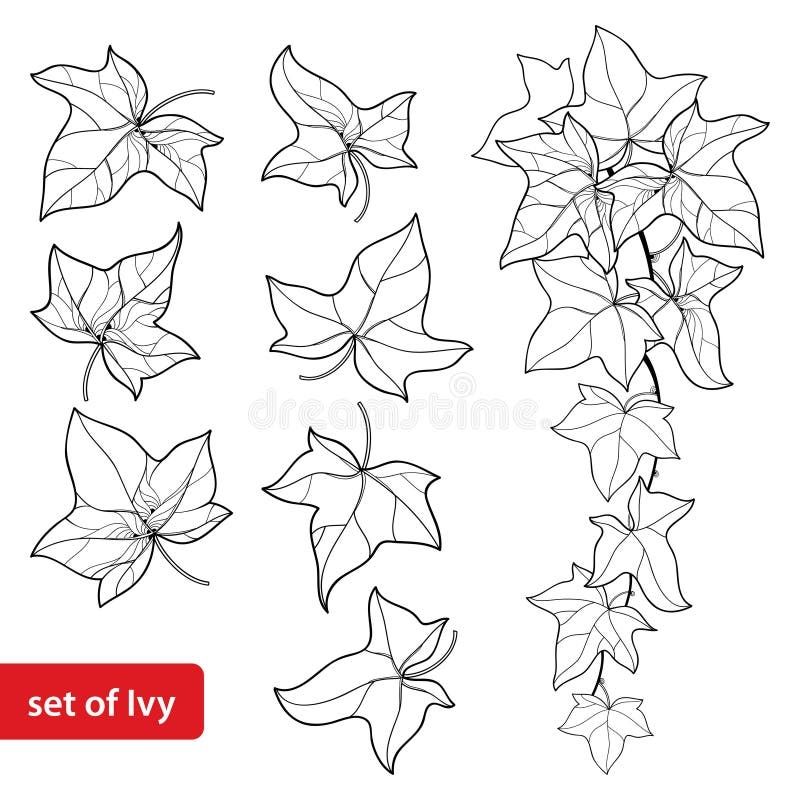 Free Printable Ivy Vine Templates