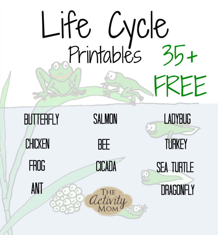 Life Cycles Printable Free The Activity Mom Life Cycles Printable Free The Activity Mom