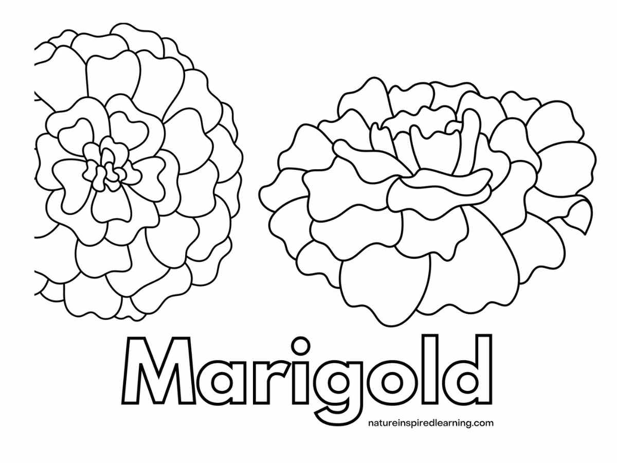 Marigold Coloring Pages Nature Inspired Learning Marigold Coloring Pages Nature Inspired Learning