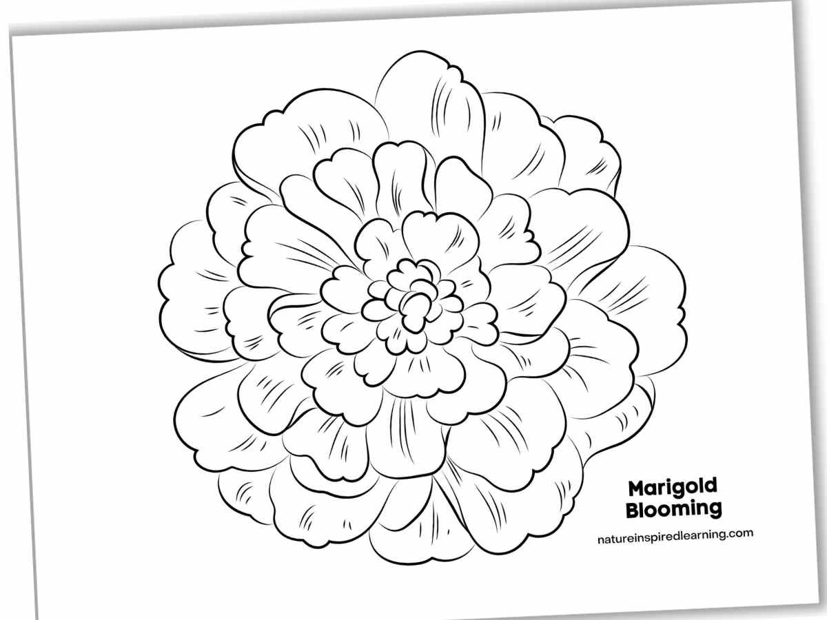 Free Printable Printable Marigold Flower Template