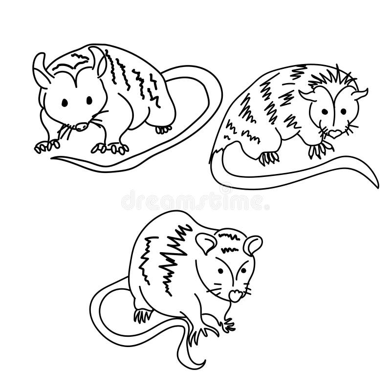 Opossum Outline Stock Illustrations 159 Opossum Outline Stock Illustrations Vectors U0026 Clipart Dreamstime