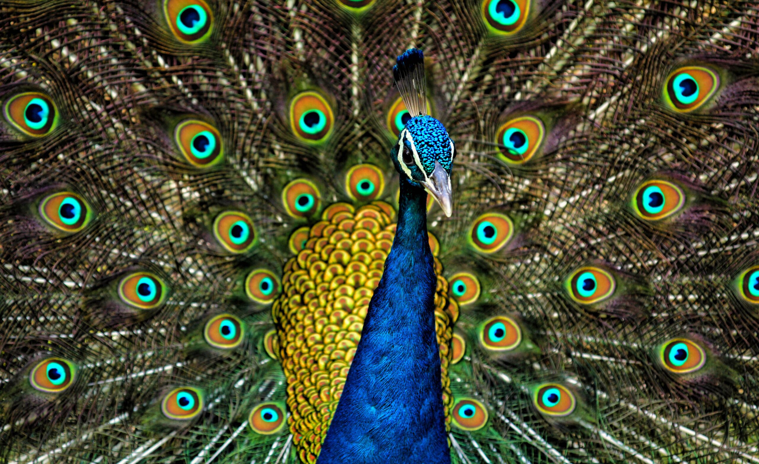 Peafowl Wikipedia