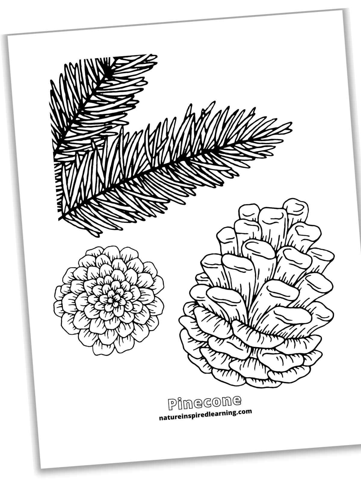 Pinecone Coloring Pages Nature Inspired Learning Pinecone Coloring Pages Nature Inspired Learning