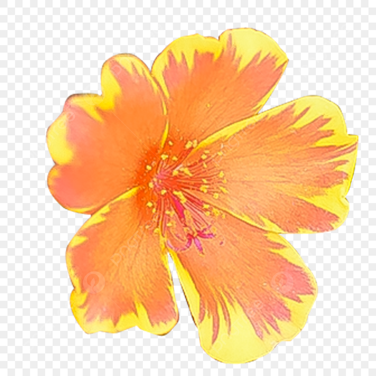 Portulaca Grandiflora Portulaca Moss Rose Beautful Pink PNG 