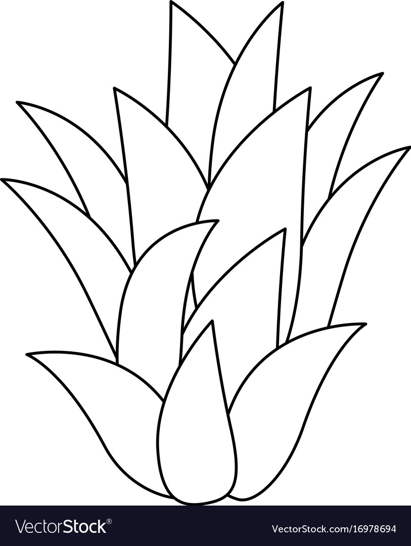 Sweet And Delicious Pineapple Leaves Royalty Free Vector Sweet And Delicious Pineapple Leaves Royalty Free Vector