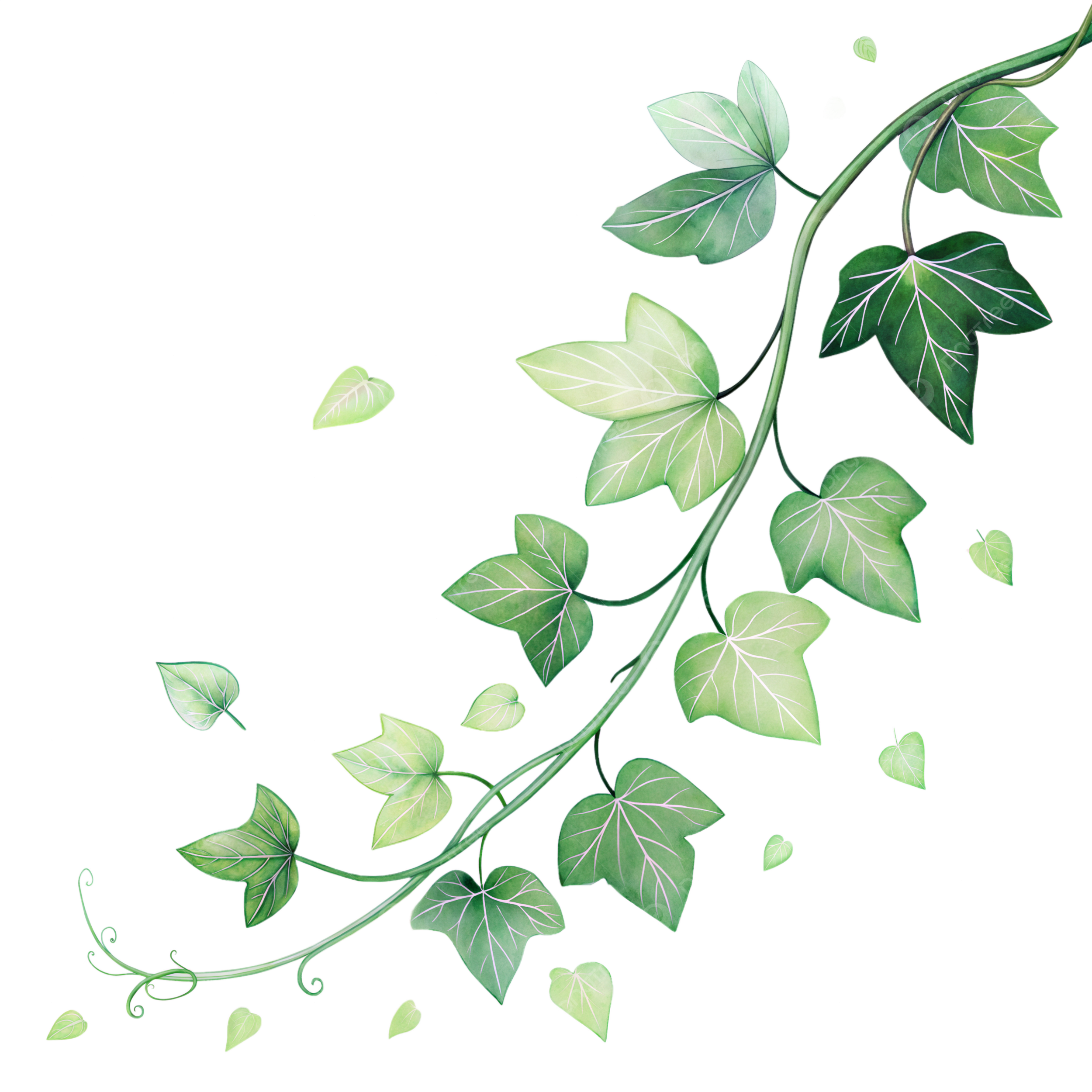 Watercolor Ivy Vine A Botanical Illustration Ivy Vine Watercolor Leaves Botanical Illustration PNG Transparent Image And Clipart For Free Download