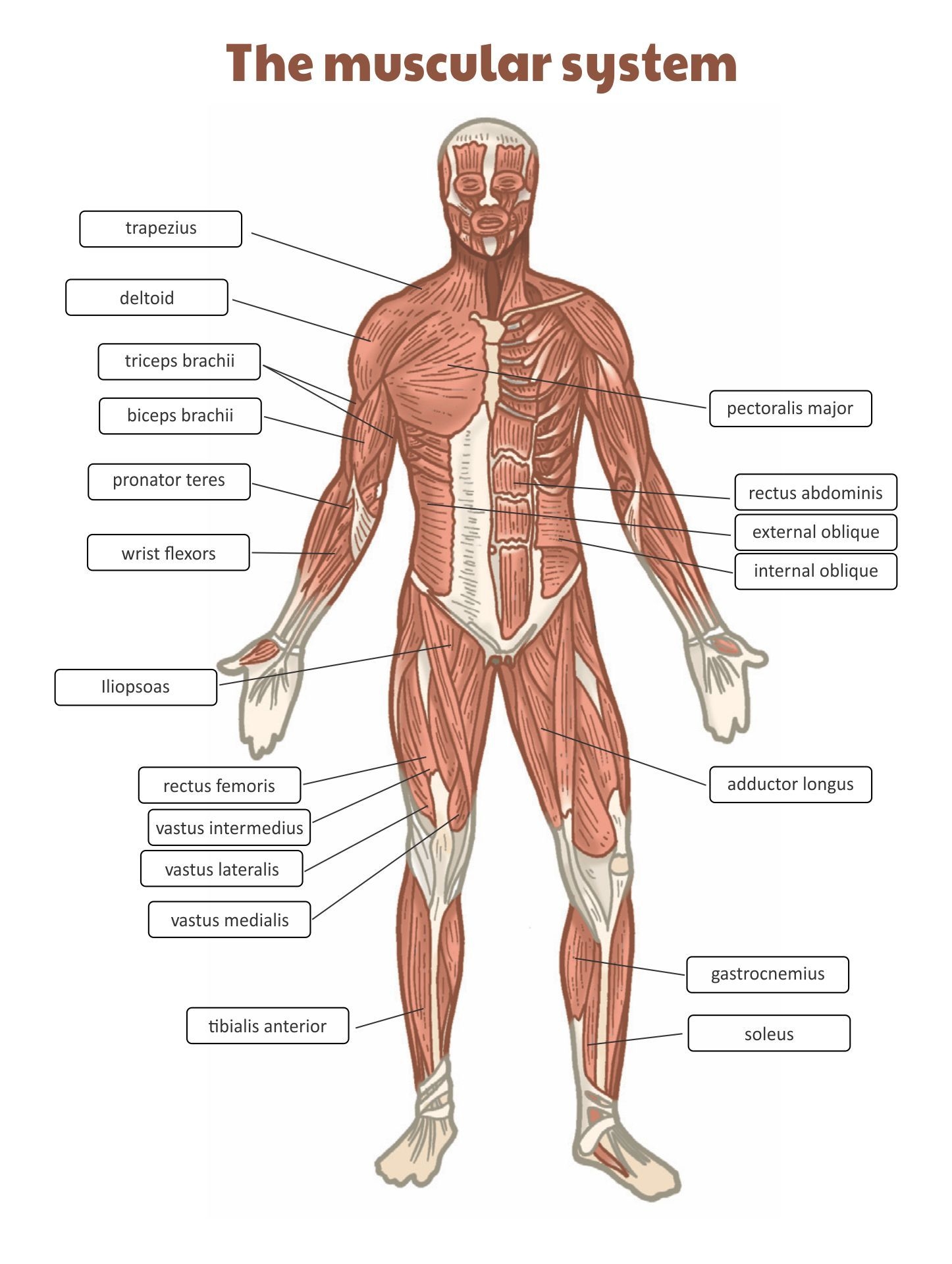 60 Free Printable Worksheet On Muscular System WorksheetZone Worksheets Library