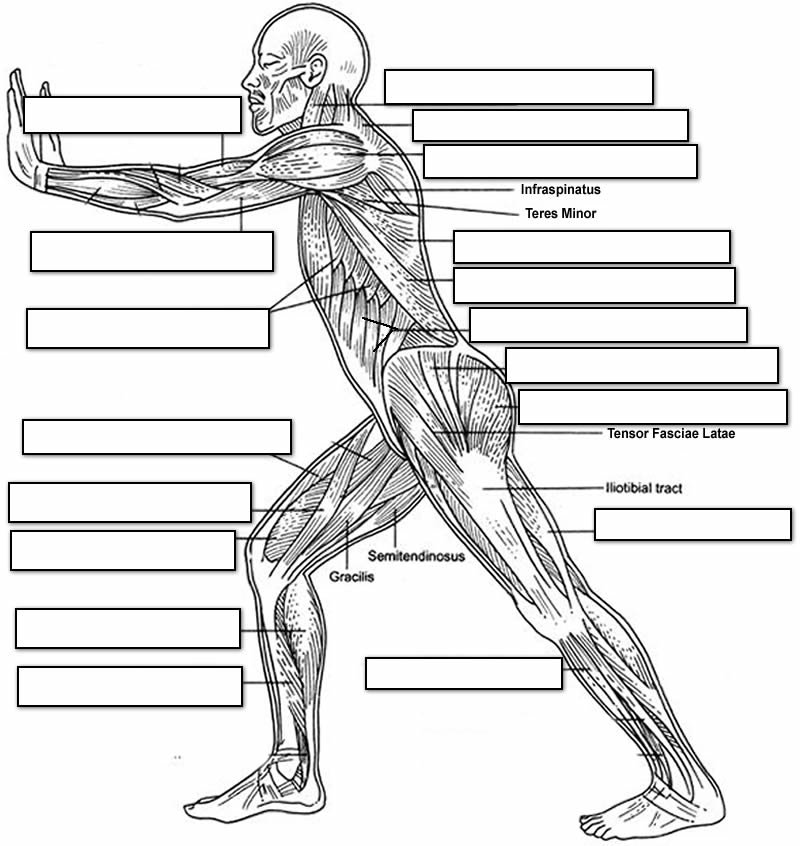 Printable Muscle Labeling Worksheet Pdf