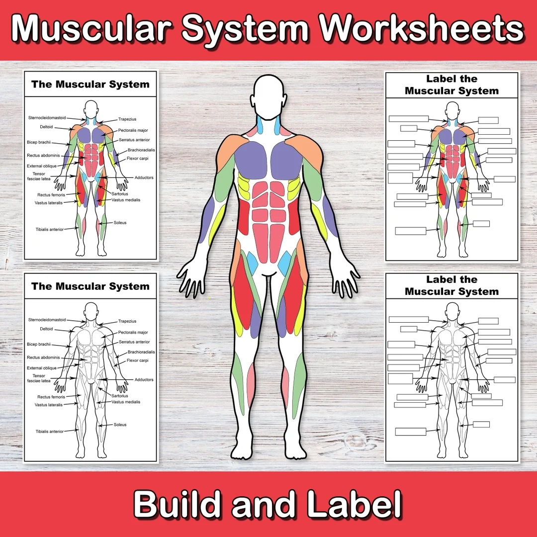 Build And Label The Muscular System Anatomy Worksheets Muscle Activities Human Body Biology For Middle School High School My Body Etsy