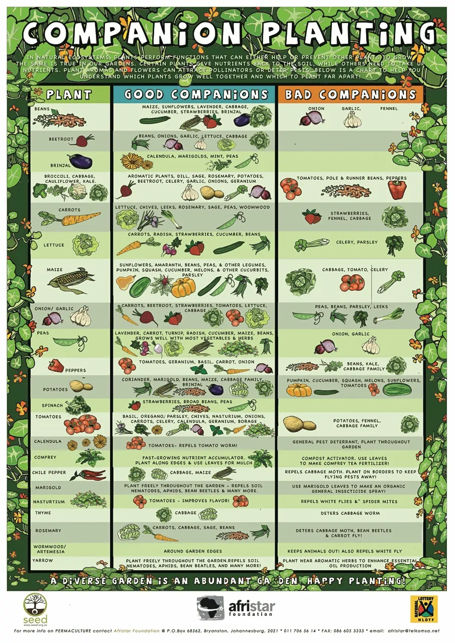 Vegetable Companion Planting Chart Printable