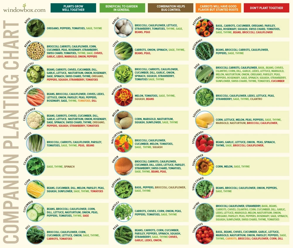 Companion Planting Chart R vegetablegardening