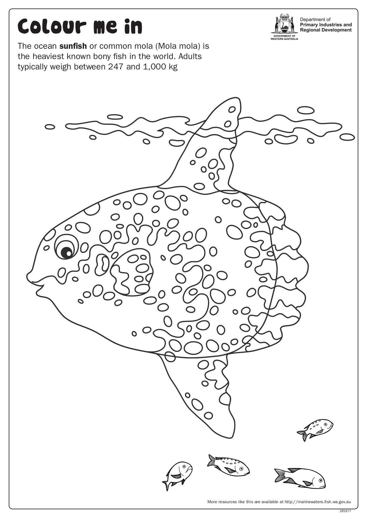 Fishy Fun Sheet Mola Mola Colour In Department Of Primary Industries And Regional Development