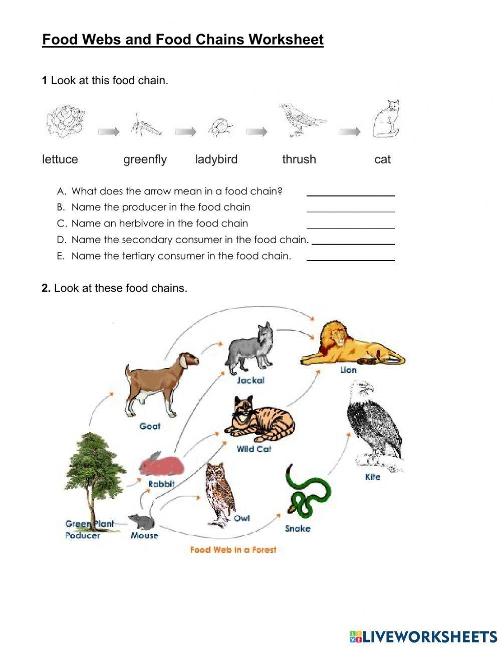 Free Printable Food Web Worksheets