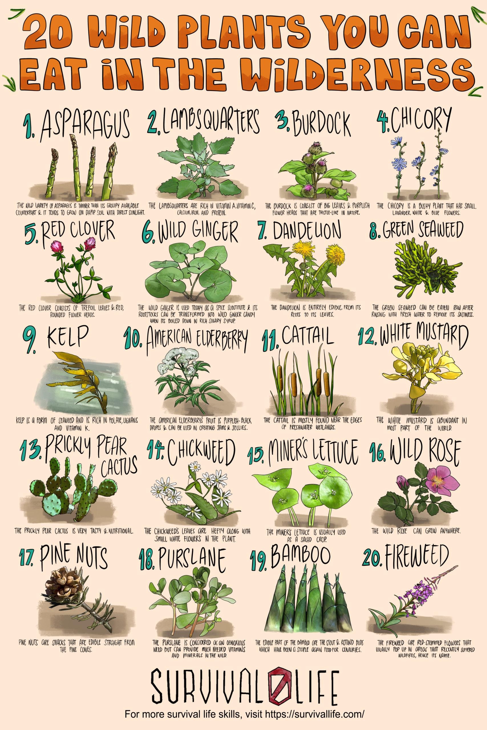 Printable Edible Plants Chart