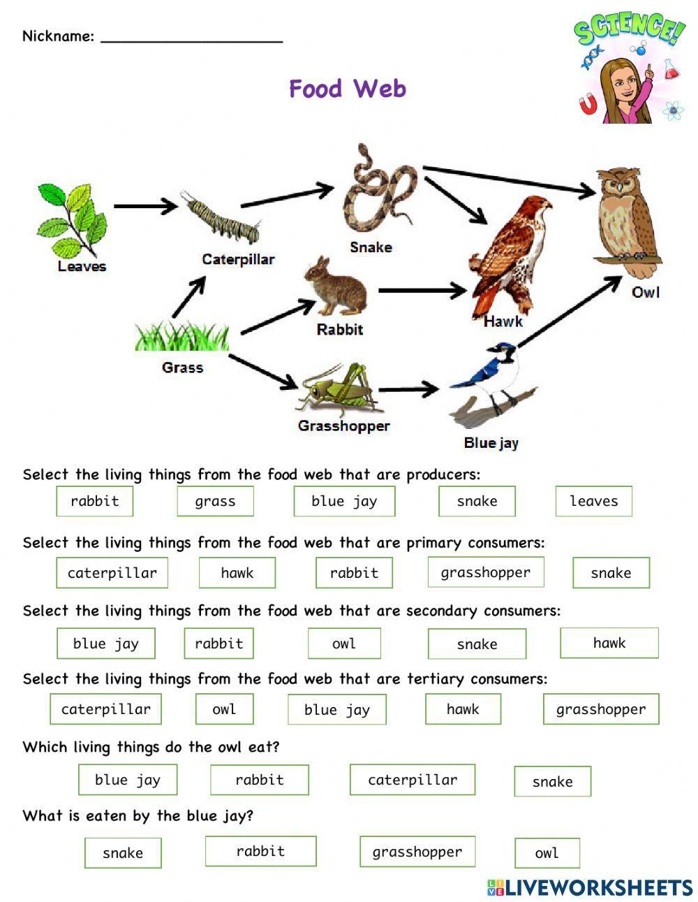 Free Food Web Worksheet Download Free Food Web Worksheet Png 
