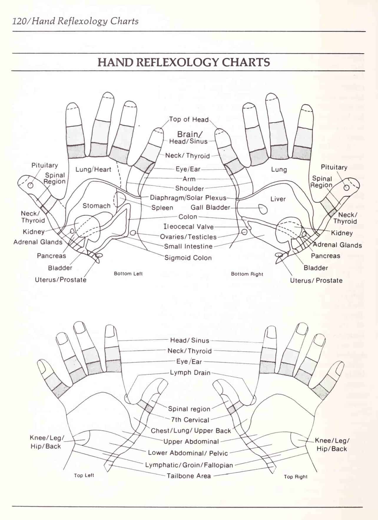 Free Printable Hand Reflexology Templates Charts Maps PDF