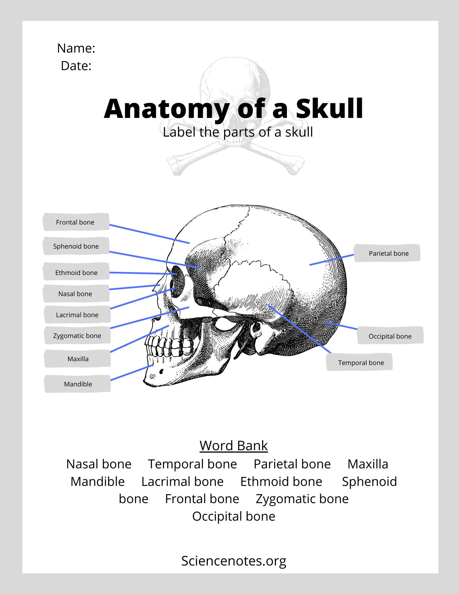 Free Printable Human Anatomy Worksheets
