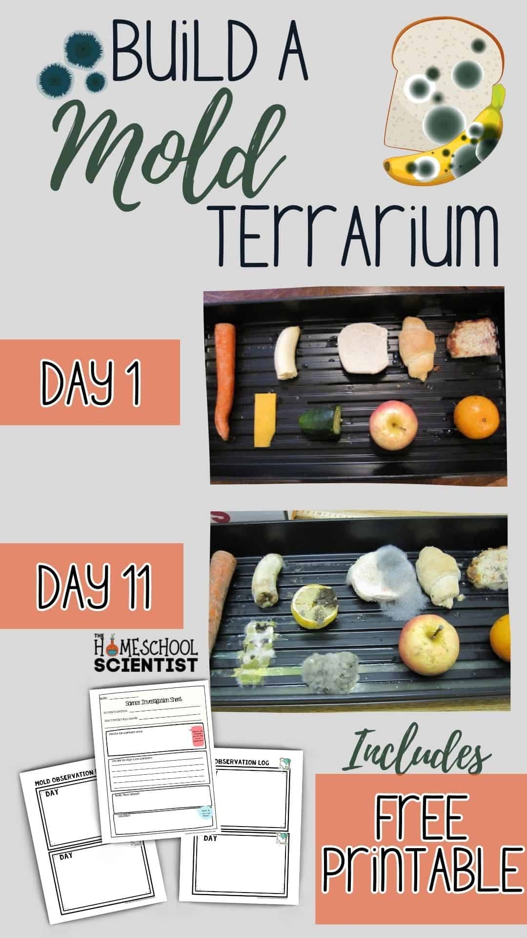 Make A Mold Terrarium The Homeschool Scientist
