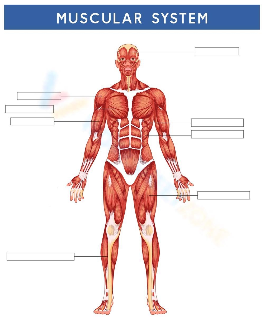 Printable Muscular System Worksheet