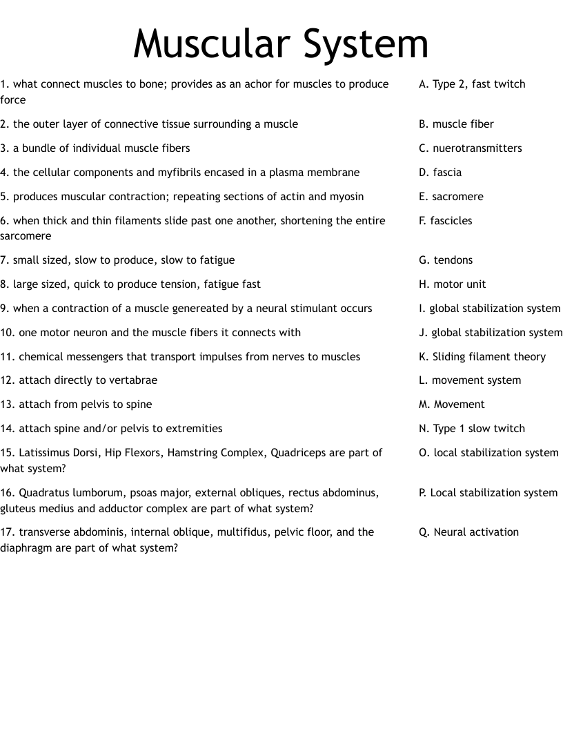 Muscular System Worksheet WordMint