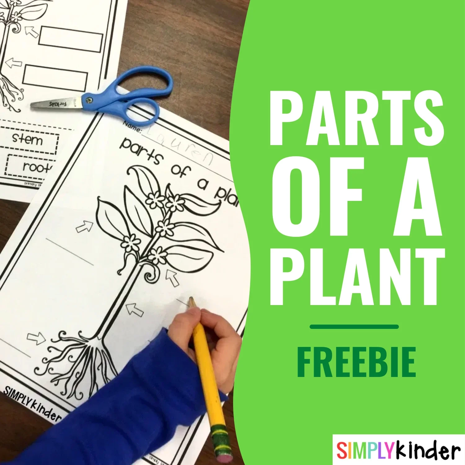 Free Printable Plant Worksheets For Kindergarten