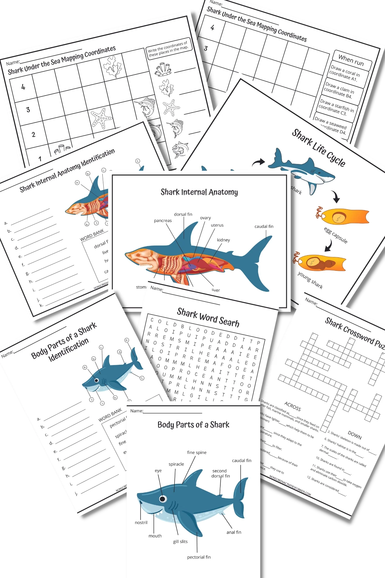 Shark Activity Worksheets Shark Activity Worksheets