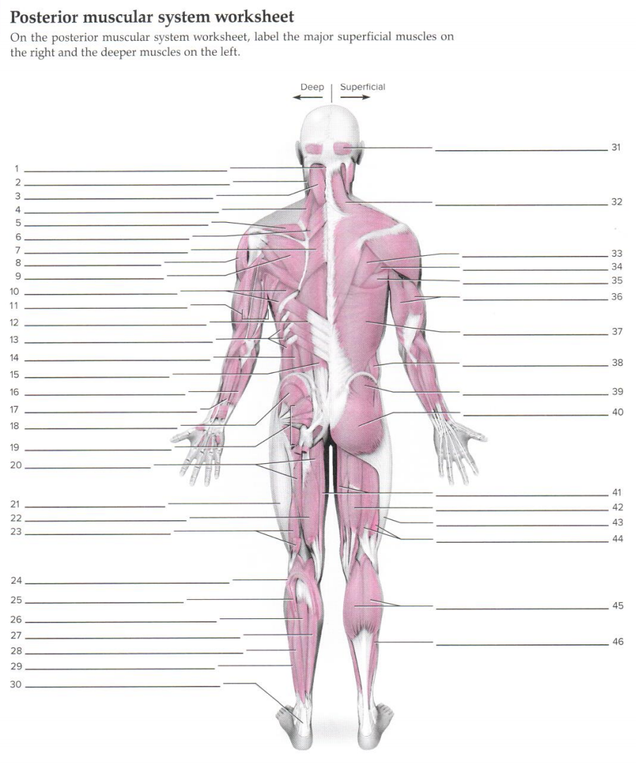 Solved Posterior Muscular System Worksheet On The Posterior Worksheets Library