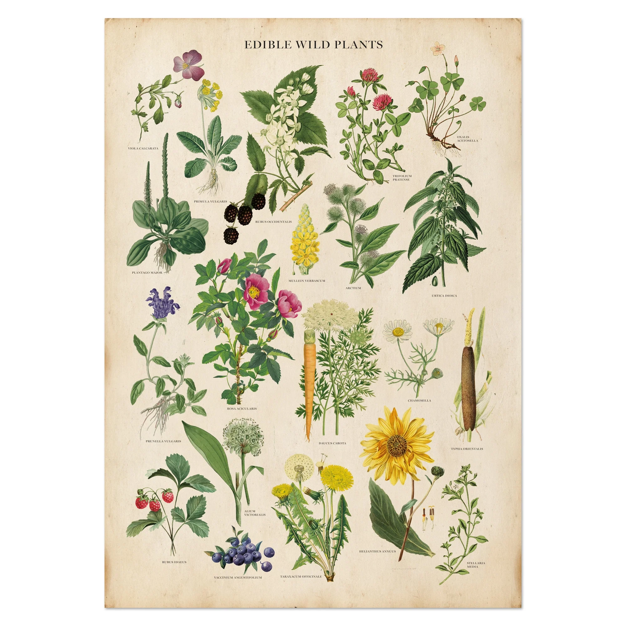 Vintage Edible Wild Plants Print Botanical Chart Of Edible Herbs And Plants Wit Wild