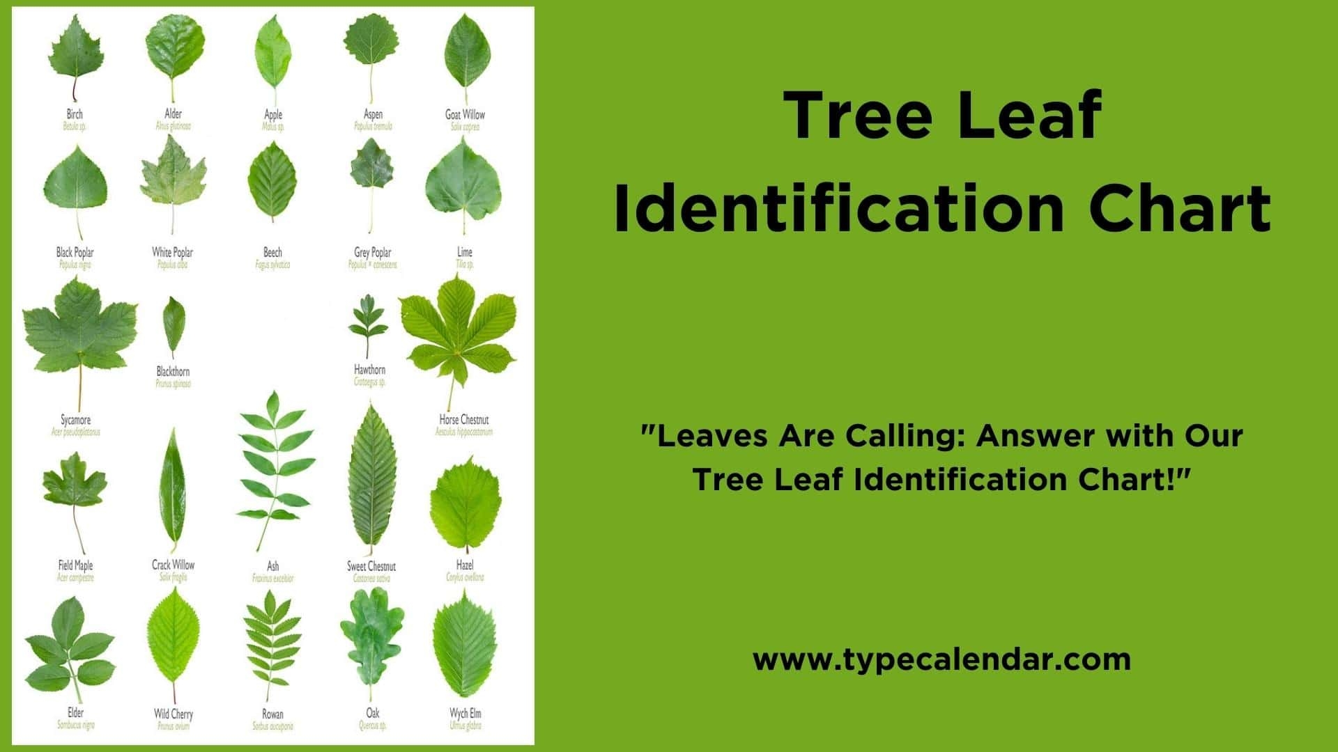 Printable Leaf Identification Chart