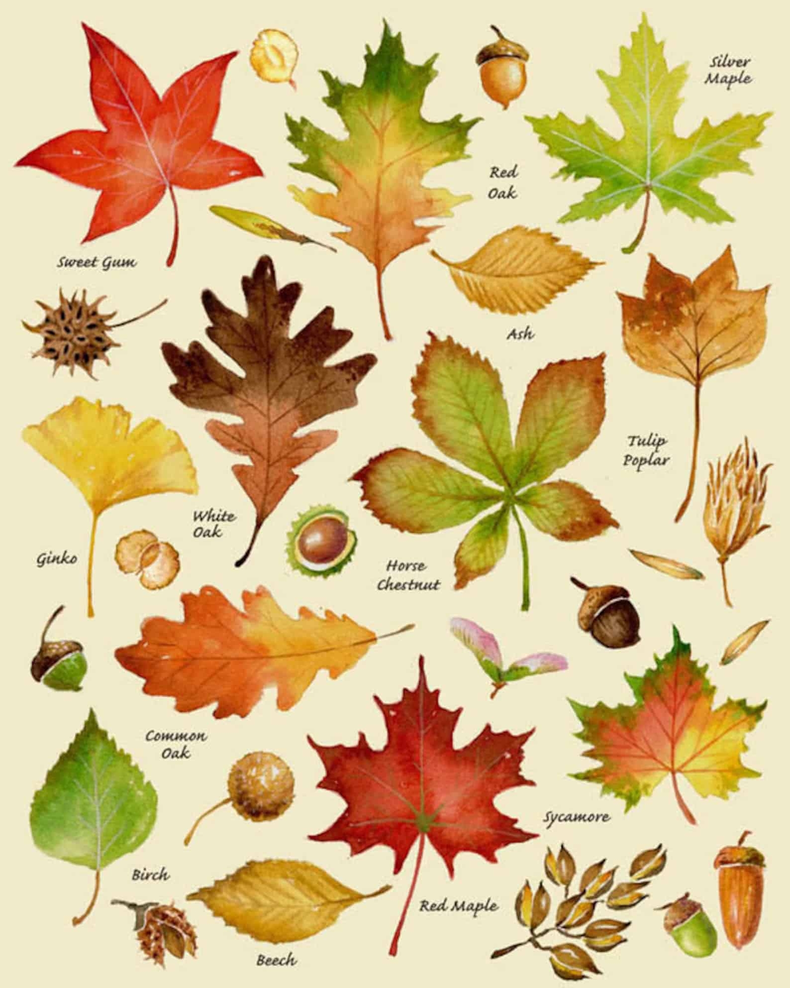 52 Free Printable Tree Leaf Identification Charts PDF Infographic