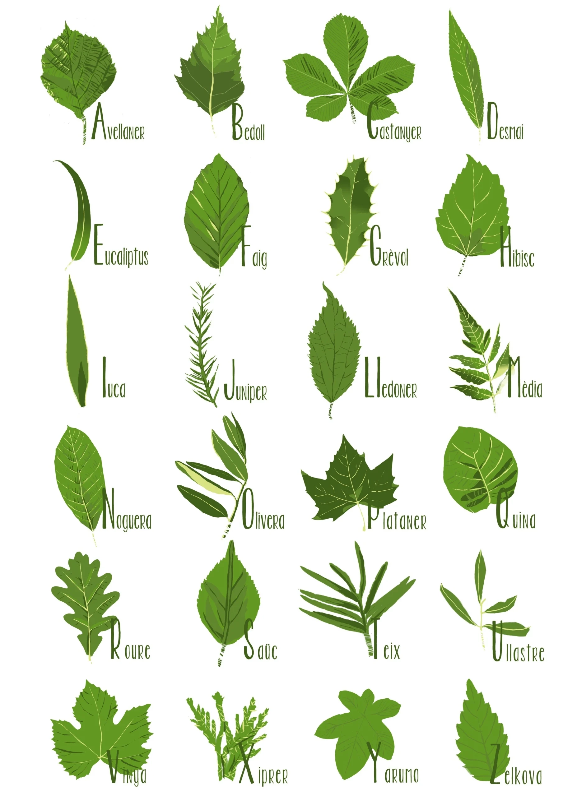 52 Free Printable Tree Leaf Identification Charts PDF Infographic