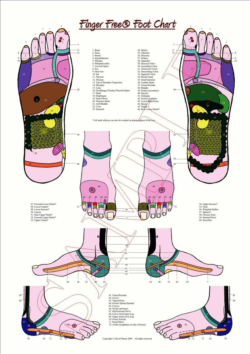 A1 Reflexology Foot Chart