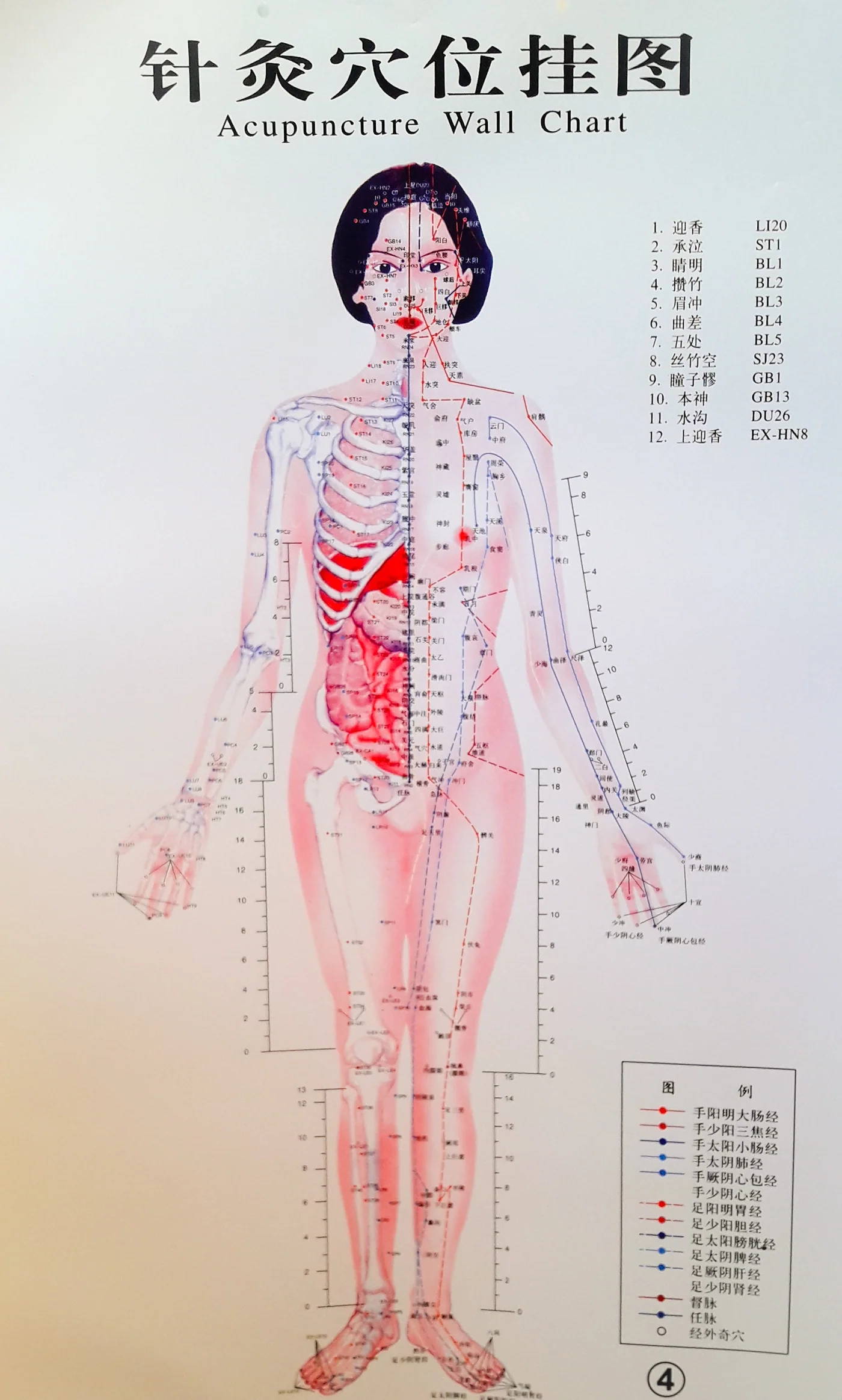 Acupuncture Charts 7 Chart Set 