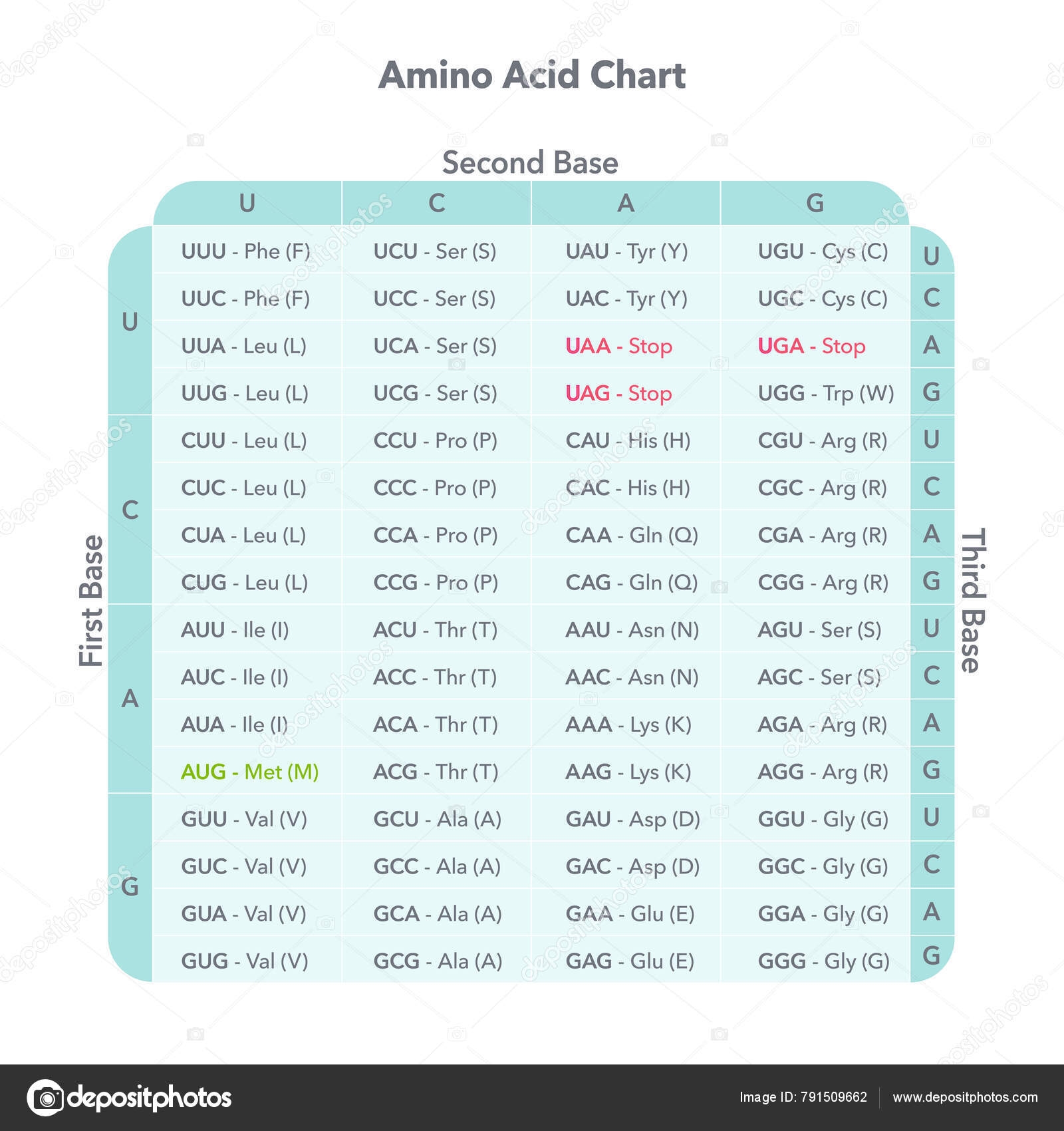 Printable Codon Chart