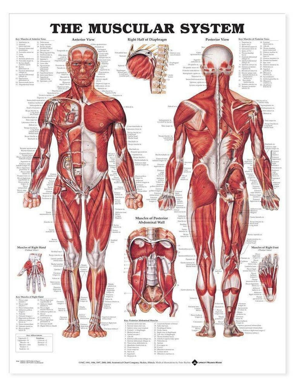 Printable Anatomy Charts