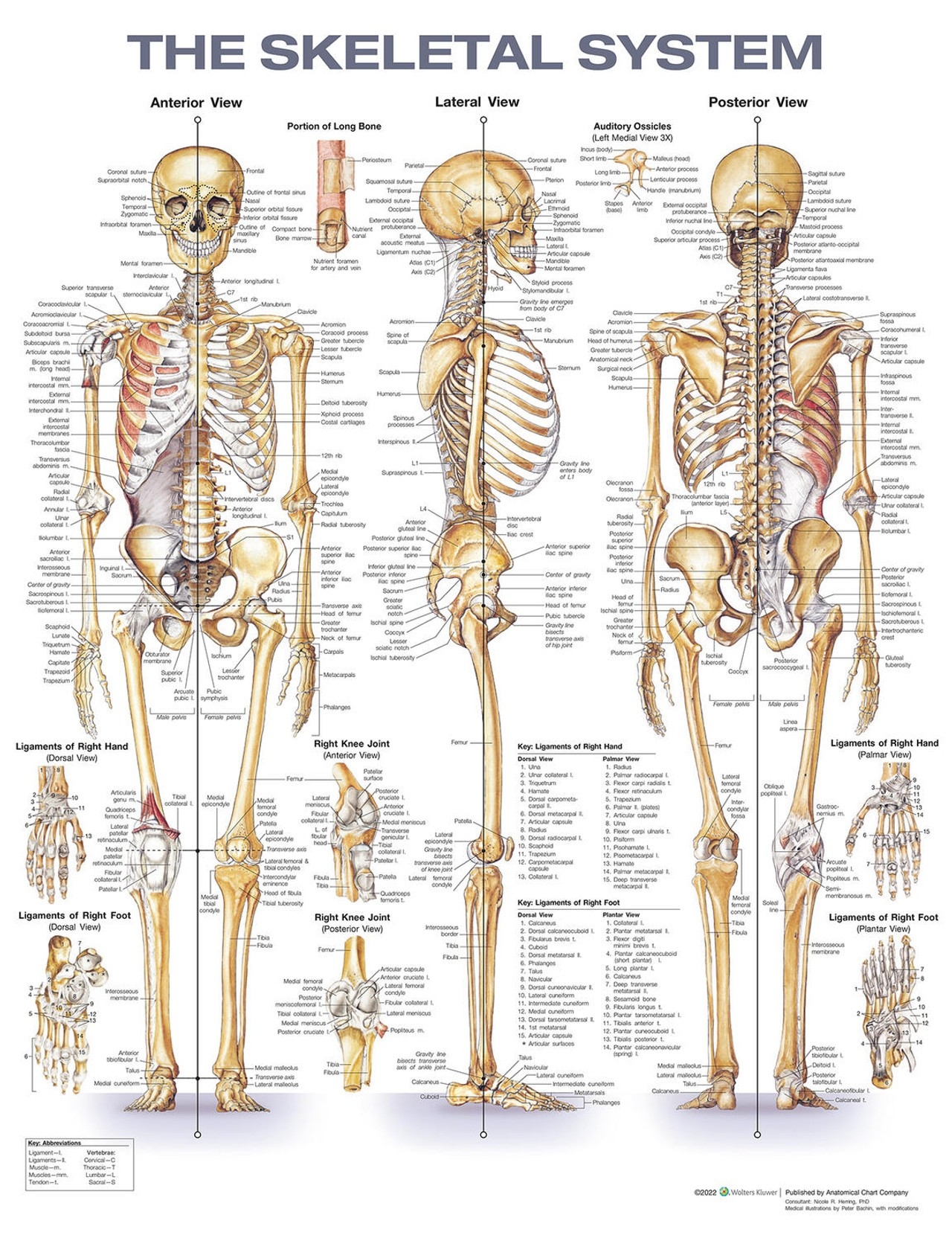 Anatomical Chart Company Skeletal System Anatomical Chart Anatomy Warehouse