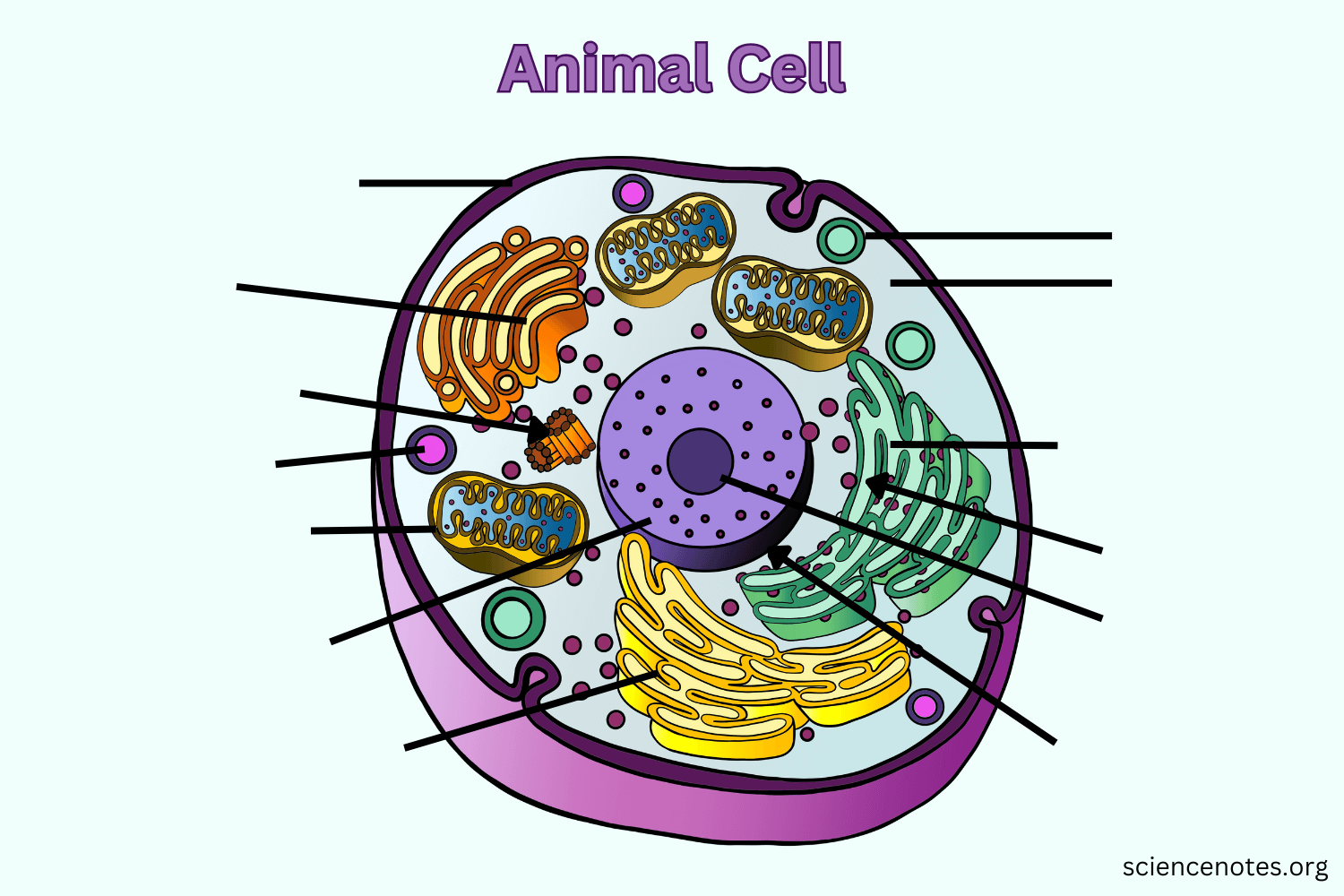 Free Printable Animal Cell Worksheets Free Printable Animal Cell Worksheets