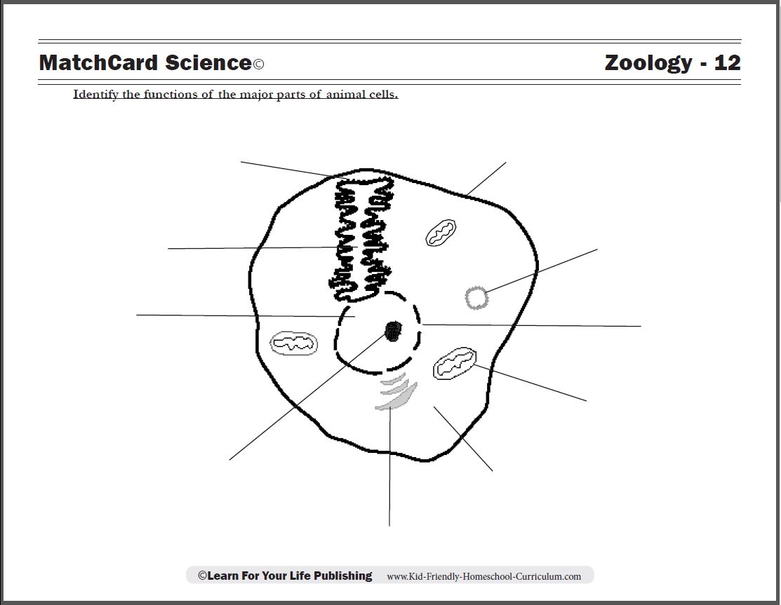 Animal Cell Diagram Animal Cell Diagram
