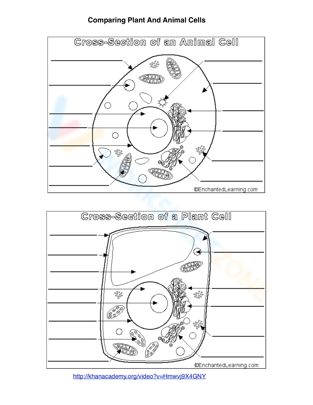 Animal Cell Worksheets Printable Animal Cell Worksheets Printable