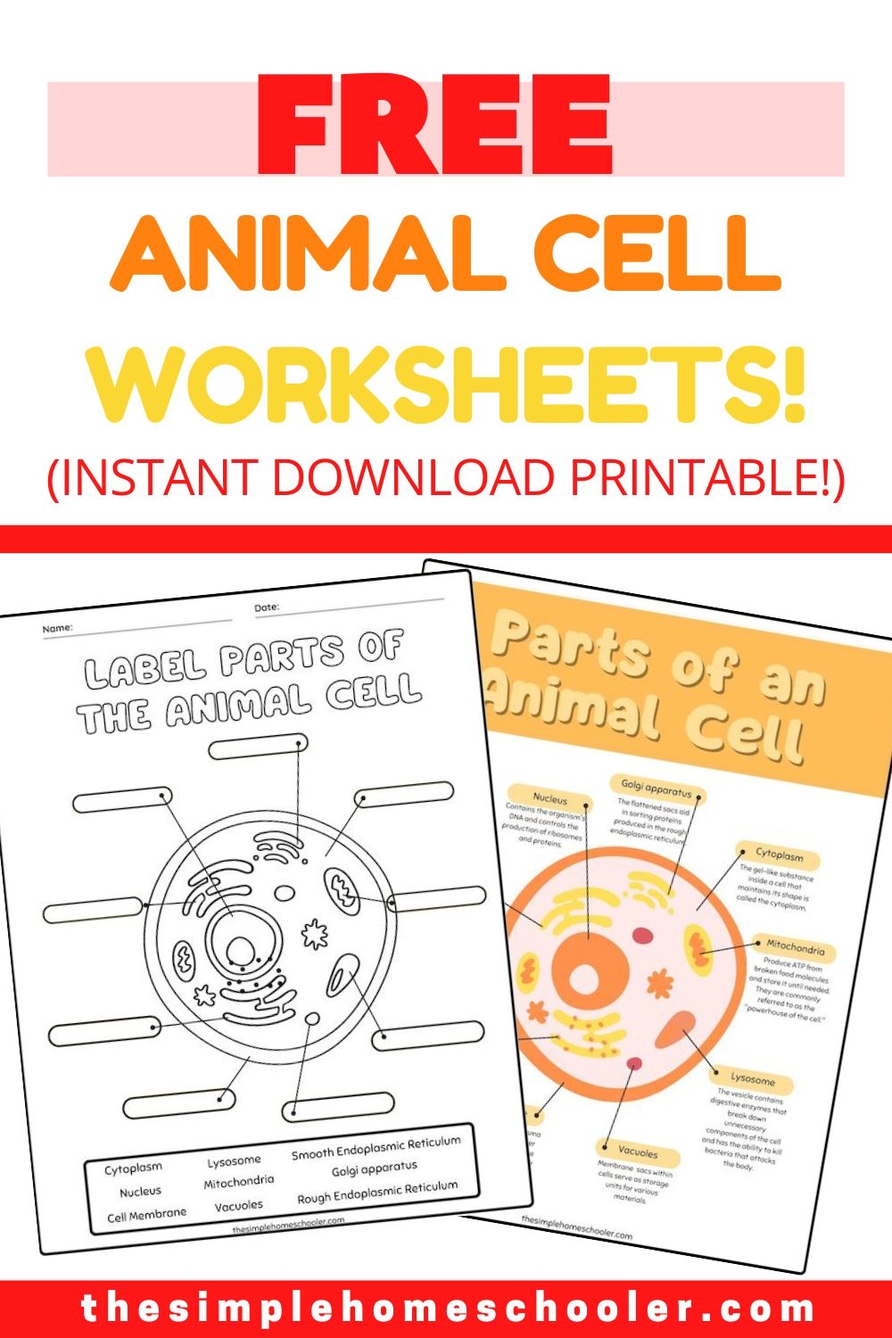 Best Free Animal Cell Worksheets With Answers Easy Print The Simple Homeschooler Best Free Animal Cell Worksheets With Answers Easy Print The Simple Homeschooler