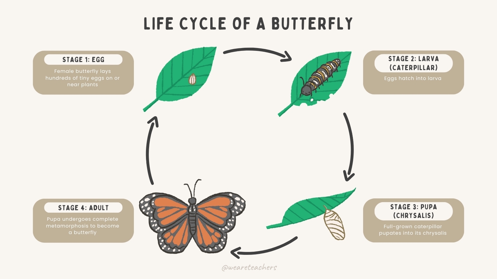 Butterfly Life Cycle Free Google Slides And More 