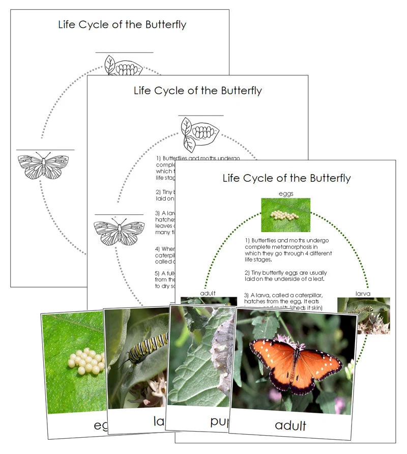 Butterfly Life Cycle Nomenclature Cards Montessori Print Shop