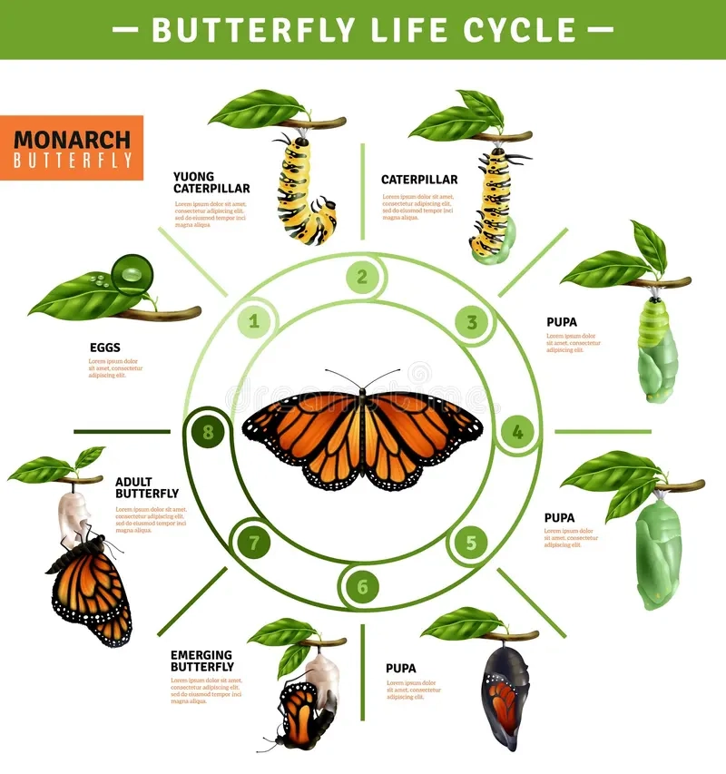 Butterfly Life Cycle Chart Printable